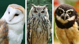 Most Common Types of Owls [upl. by Zanas]