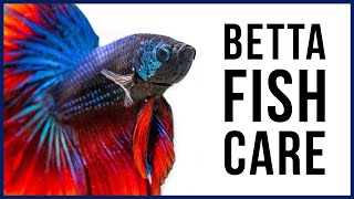 How to Care for Your New Betta Fish [upl. by Gomez]