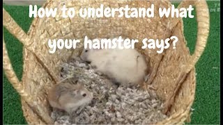 HAMSTERS The language of hamsters [upl. by Hardigg]