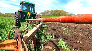 Moldboard Plowing Rye Keeping It Old School [upl. by Shriner]