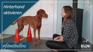 Hinterhand aktivieren  Workout für euren Hund  fitmitbellini [upl. by Anek406]