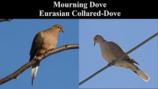 Identify Birds Mourning Dove vs Eurasian CollaredDove [upl. by Adamis399]