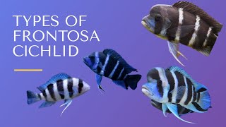 Different types of Frontosa Cichlid  Finding fishes [upl. by Giacinta]