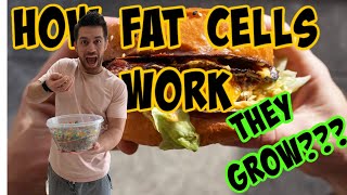 How Fat Cells Work [upl. by Tray478]