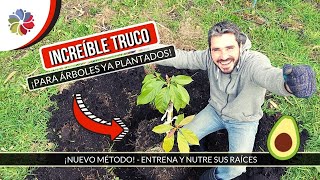 🌳 NO ESPERES AÑOS para cosechar tu AGUACATE o PALTA  ¡ENTRENA SUS RAÍCES ¡NUEVO MÉTODO [upl. by Yelsnia]