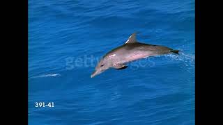 Baby Einstein Footage Remakes  Dolphin [upl. by Nwahsat313]