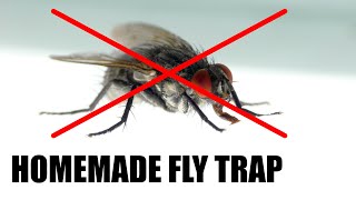 Make a Homemade Fly Trap  Science Project [upl. by Anallese10]