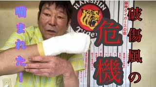 ヤバい！破傷風になる〜（汗）飼い犬ならぬ飼い猫に噛まれた騒動！！ [upl. by Fredel733]