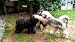 Tibet Terrier [upl. by Ottavia]