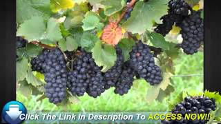 Useful Tips on Growing Thompson Seedless Grapes [upl. by Slavin]