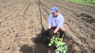 How to Plant Raspberries [upl. by Roybn]