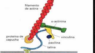 Ayudantía BioCel El citoesqueleto 23 Microfilamentos [upl. by Adien630]