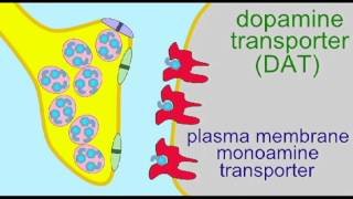 AP1 BRAIN DOPAMINE REUPTAKE [upl. by Andre]