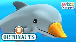 Octonauts  Disguised Dolphins  Compilation  Wizz Cartoons [upl. by Suhcnip55]