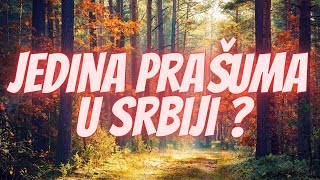 Jedina Prašuma u Srbiji [upl. by Shriner962]