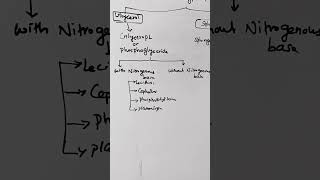 phospholipids lipids lecithin sphingomyelinlipidlipidmetabolism biochemistry shortsreels [upl. by Riatsila994]