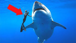 5 Largest Sharks Caught On Tape [upl. by Rhodes]