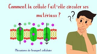 Vidéo 4 Membrane plasmique  Les transports membranaires [upl. by Moscow]