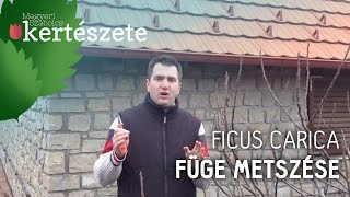 Füge metszése  Ficus carica  Megyeri Szabolcs Kertészet [upl. by Joy938]