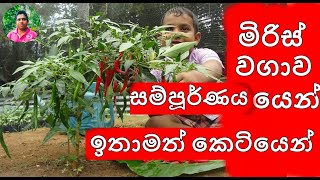 miris wagawa මිරිස් වගාව Chilli cultivationගෙවතු වගාව Home gardening How to grow chili malu miris [upl. by Maurey]