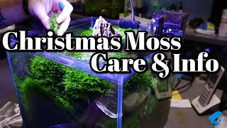 Christmas Moss Care and Information [upl. by Jamaal2]