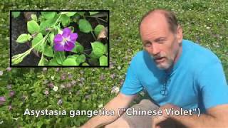 Asystasia gangetica quotChinese Violetquot [upl. by Etiuqram]