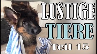 Süße und Lustige Tiervideos  Teil 15  ✪ Stern DuTube [upl. by Ehudd]