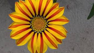 Gazania Flower Growing Guide [upl. by Vasilis]