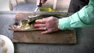 How to fillet Walleye  Walleye Cleaning [upl. by Wenoa]