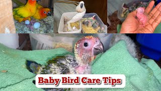 How to Baby Parrot Feeding at Home  Baby Bird hand feeding amp Care Tips 2024 [upl. by Smitt]