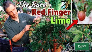 The Rare Red Finger Lime  Australian Red Lime Citrus australasica hybrid [upl. by Roots]