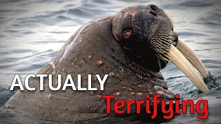 Walrus are Terrifying  Heres Why [upl. by Ettegirb946]