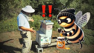 Hive Robbing 101 What To Do If Your Hive Is Being Robbed And How To Prevent It [upl. by Aserehc]