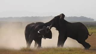 Two elephants fighting in Amboseli National Park Kenya  Part 1 [upl. by Floridia]