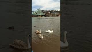 Hochwasser Elbe Dresden flood [upl. by Notfilc42]