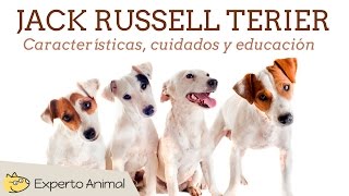 El perro jack russell terrier [upl. by Kred411]