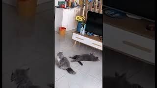 quotOscarWorthy Cat Antics Pawsitively Hilariousquot [upl. by Fredia]