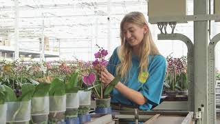 A look in the most sustainable greenhouse in the Netherlands  van der Hoorn Orchids  Flower Factor [upl. by Sessler]