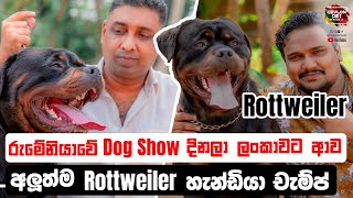 රුමේනියාවේ Dog Show දිනලා ලංකාවට ආව අලුත්ම රොට්වෙයිලර් හැන්ඩියා චැම්ප්  Guard Dog Ceylon Pet Media [upl. by Hildie]