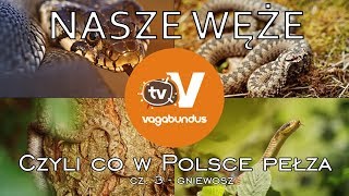 Węże w Polsce  część 3 Gniewosz plamisty Coronella austriaca [upl. by Nealy]