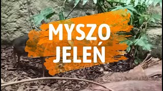 Myszojeleń official video [upl. by Anavas]