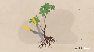 Bonsai Basics How to Prune Your Bonsai [upl. by Orestes]