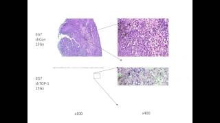 Regulating immune activation by necrotic cells [upl. by Aiuoqes]