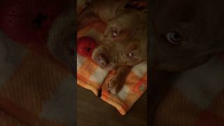 The Money Man Dinero americanbully bankroll money bullybreed [upl. by Salohcim171]