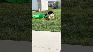 Willow eating the pool crazy puppy cute pets [upl. by Patin677]