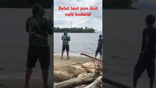 Part 2 tarikan belut laut [upl. by Ainalem51]