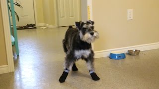 Puppy Tries On Booties For Dogs For The First Time [upl. by Volpe]