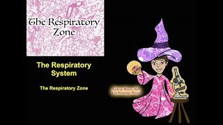 The Respiratory System The Respiratory Zone [upl. by Dolph346]