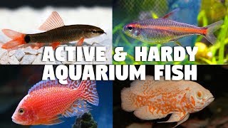 Most Active and Hardy Aquarium Fish [upl. by Aihsetan]