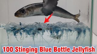 100 Blue Bottle Jellyfish vs Fish [upl. by Kenric367]